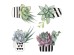 Cactus αυτοκόλλητα βινυλίου για τζάμι (64013)