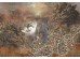 Ταπετσαρία BEHANG EXPRESSE TREASURES OF NATURE TD4271-BEH