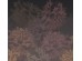 Ταπετσαρία BEHANG EXPRESSE TREASURES OF NATURE TD4273-BEH