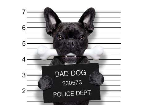 Φωτοταπετσαρία bad dog